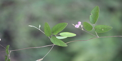 Galactia tenuiflora var. tenuiflora